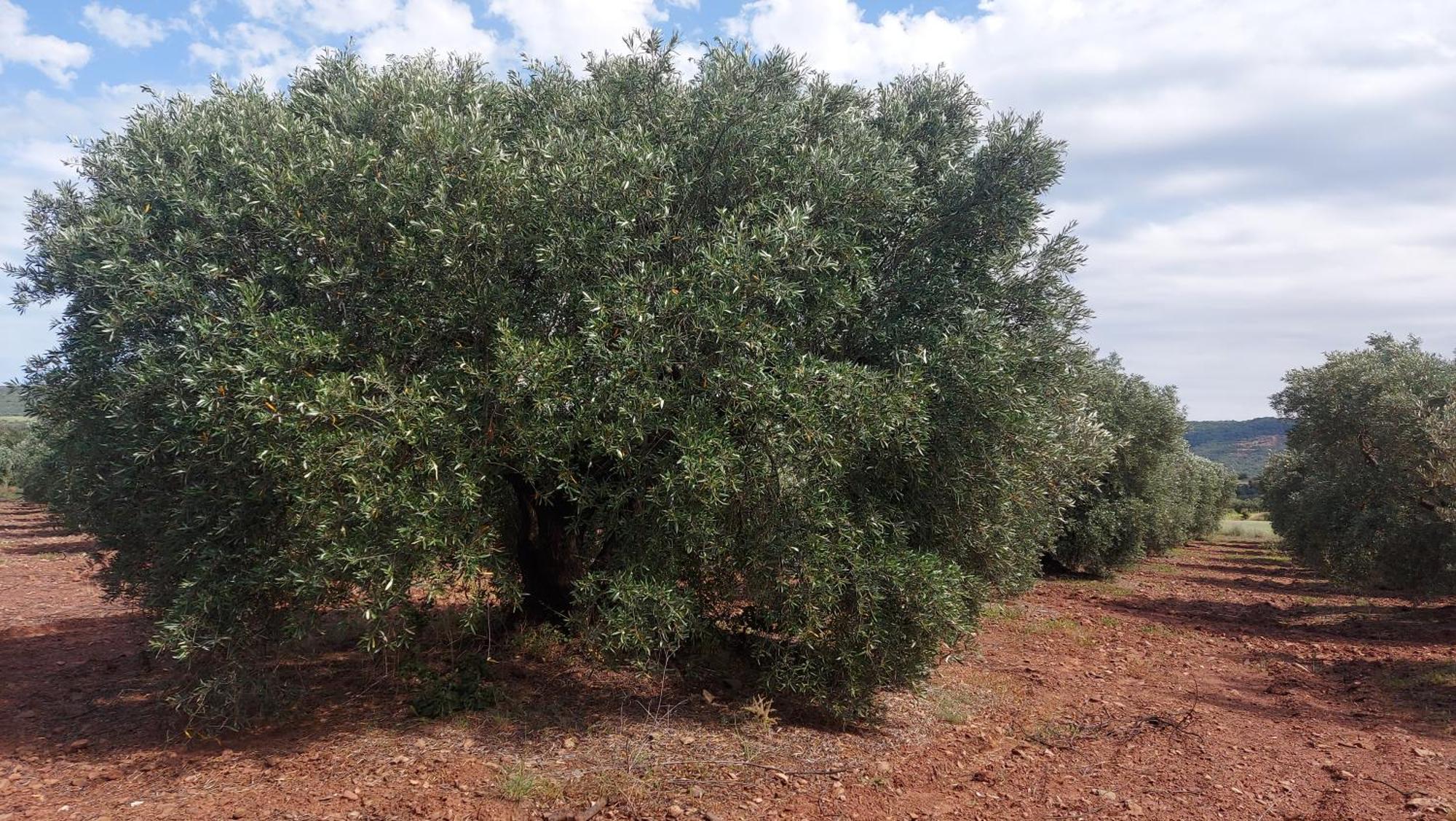 Le Bosc  Escale Au Salagou מראה חיצוני תמונה